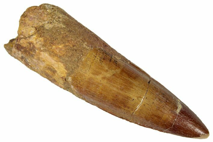 Fossil Spinosaurus Tooth - Real Dinosaur Tooth #305630